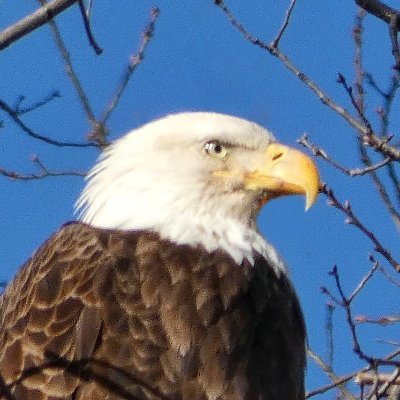 Birds and nature in Manhattan.