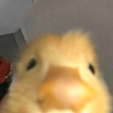hethaduckt's profile picture. patron saint of duck enthusiasts 💛🦆💛 pronouns: thy/thou/thee