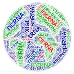 ncRNAworld's profile picture. 