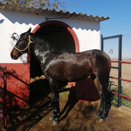 JuanJes55230140's profile picture. 