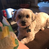 Hamish in Hamilton 🦴🐾🇨🇦 (@hamishinhamont) 's Twitter Profile Photo Hamish in Hamilton 🦴🐾🇨🇦 (@hamishinhamont) 's Twitter Profile Photo