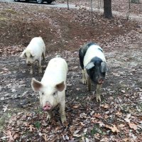 Kevin Goldy (@goldy_kevin) 's Twitter Profile