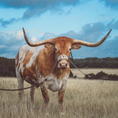 I ❤️ Longhorn Football.