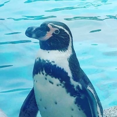 ꒰ 200920 ꒱ 推しを理解したくてタイ語の勉強を始めました ┆怒涛の配給に視聴が全く追いつかないオタク┆𝙱𝚛𝚒𝚐𝚑𝚝𝚆𝚒𝚗 ⋆ 𝙺𝚊𝚘𝚄𝚙 ⋆ 𝙹𝚘𝚘𝚗𝚐𝙳𝚞𝚗𝚔┆成人済┆