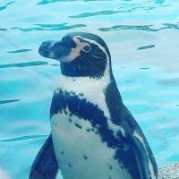 mayu (@omayukooooo) 's Twitter Profile