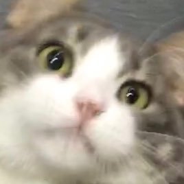alexabirdz's profile picture. everything is fine