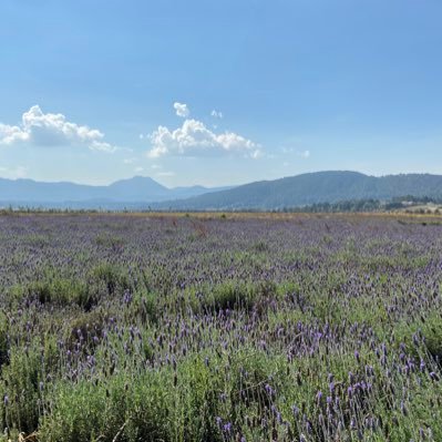 LaviadaAna's profile picture. Enseñar es mi elemento. Preguntona. Enemiga de la mala fama que en Mexico tiene el preguntar.