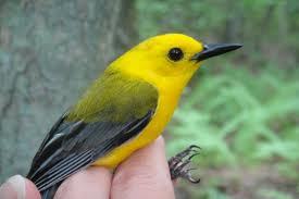 YYellOH's profile picture. You're at the tip of the iceberg once we've started to hang out