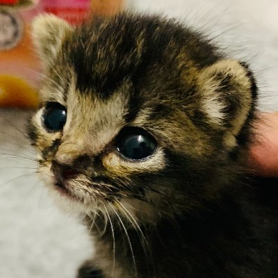 An orphaned kitten that was rescued from the roof top. Now this adorable little fur ball has grown to be a happy and healthy kitty. :)