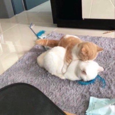 Oo_pi_pi_oO's profile picture. 