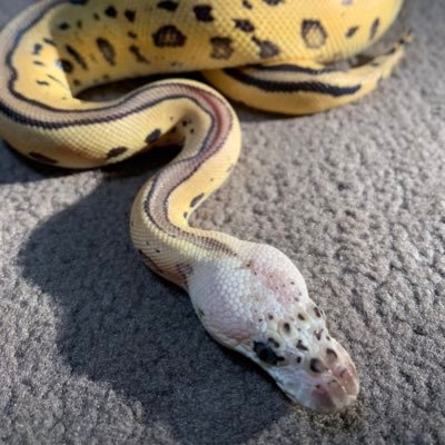 埼玉県久喜市にてボールパイソンの自家繁殖個体をメインに販売しております🙇♂️ 第1種動物取扱業 第71-0380号 固定に販売個体リストあります!お気軽にDM又はLINEにてお問い合わせください♪https://t.co/14q6gryX2B クレジットカード、電子決済各種対応してます!