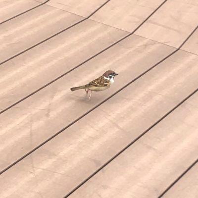 あいりさんのプロフィール画像