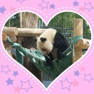rnA9R1sQyBci8JI's profile picture. 動物と花が好きです。シャンシャンにハマッてます🐼💕
King　GnuとVaundyと鬼滅の刃、黒執事にもハマッているおばちゃんです😂
いいね🧡無言フォロー失礼します🙇