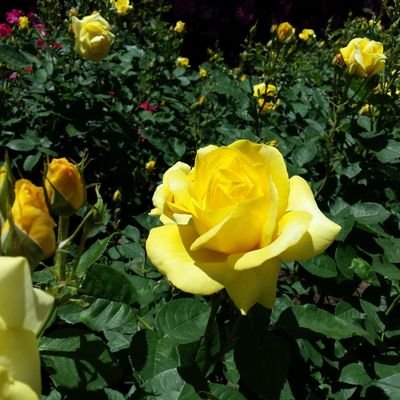 logP4hlN3kvLrRx's profile picture. 投資歴20年ちょいの美味しいものと美容と旅行が大好き。のんびりと日本株、米国株、中国株、投資信託、債券、リート、ゴールド、シルバーなどいろいろやってます。基本長期で運用中。自分の意志で選択し、人生を楽しんでいきたい。