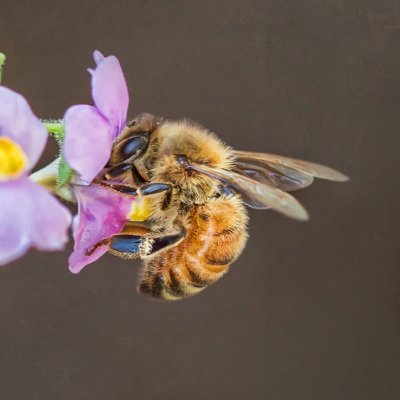 Life with Bees.. Life with Three.. Life by the beach 🇦🇺 .. with the occasional sunset. Part-time Portrait Photographer, full time Beekeeper.