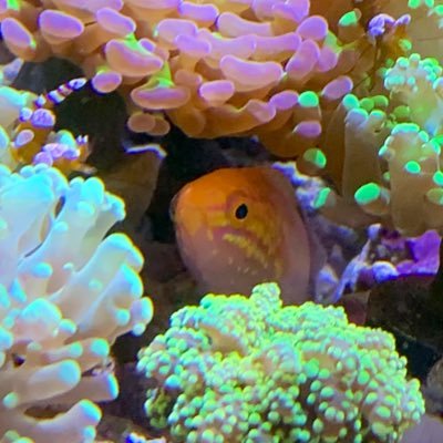Gハムスター。海水魚&サンゴ水槽。ダンゴウオ、海草、磯/岸壁採集。水族館。 ベラハゼ中毒者。ベラいいよ、ベラ。ハゼもいいよ、ハゼ。 哺乳類はウサギから始まり齧歯で終わるよね。