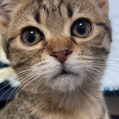 約１２年ぶりにまた猫ちゃんを飼い始めました。 YouTubeやインスタでもアップしていきますので皆様よろしくお願いします。 猫種はエジプシャン・マウで名前はテンテン♂と言います。 2020.8.25生まれです。猫の靴屋さん？