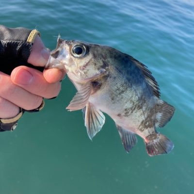 ほぼ釣りとサッカー、ときどきクルマ