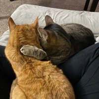Apollo & Kratos 😺😺🐾🐾 (@apollo80860310) 's Twitter Profile