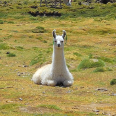 ekureaaaaP's profile picture. 雑多オタク。ミリオンライブ・蓮ノ空のこと好き好きクラブのみなさん 阪神タイガース2025年シーズンお疲れ様でした