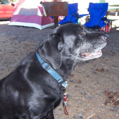 mlh1952's profile picture. 🇺🇸🇺🇸 🇺🇸 Patriot  Dogs are essential. Jesus is my leader.