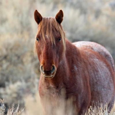 Nutritional Therapy Practitioner. Wife, mother, grandmother. Christian. Love horses, cats, gardening, stained glass, and Elvis.