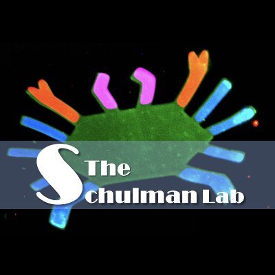 We are the Schulman Lab in the @JHU_ChemBE Department at @JohnsHopkins!