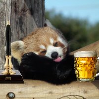 Crazy Panda Matt (@crazypandapubs) 's Twitter Profile Photo