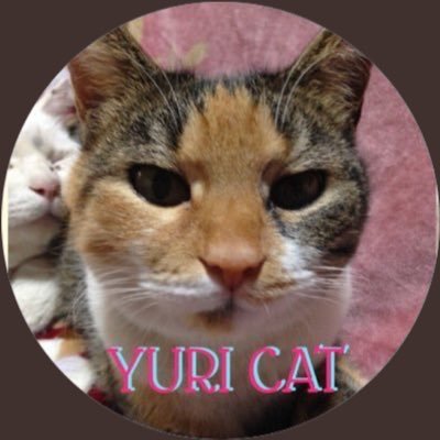 yuricat_nks's profile picture. 