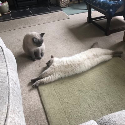 katie_mpearson's profile picture. Always tweet responsibly.  Also, make a note of your password so you don’t have to set up a new Twitter account.