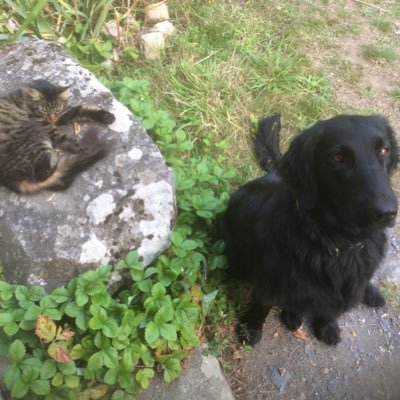 lapaule55's profile picture. 