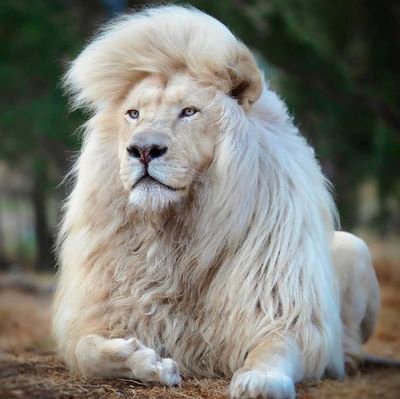 inyumbayene's profile picture. A battle that you win cancels any other bad action of https://t.co/JGLJr1AcfI the same way,by losing one -all the good things worked by you before become vain-Niccolo M