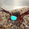 Crayfisiologist's profile picture. Crayfisiologist (crayfish physiologist), with a special interest for 5-HT, worked in the Herberholz lab. Alumnus of the @umdnacs program at the @UofMaryland