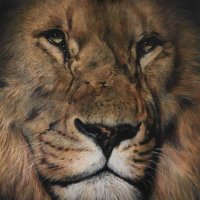 Julie Rhodes(@wildlife_art) 's Twitter Profile Photo