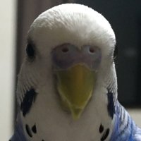 いなむー (@porker1209) 's Twitter Profile