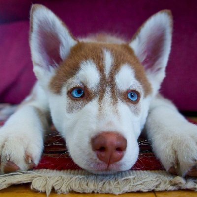 We Love Animal is an animal community of dog owners and cat lovers! Visit our Facebook page https://t.co/yWD67Er1hH