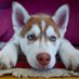 We Love Animals (@we_loveanimalss) Twitter profile photo We Love Animals (@we_loveanimalss) Twitter profile photo