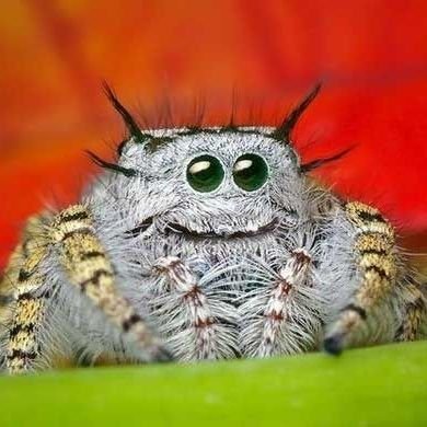Your friendly neighborhood spider. Don't mind me, I'm just crawling the interwebs.