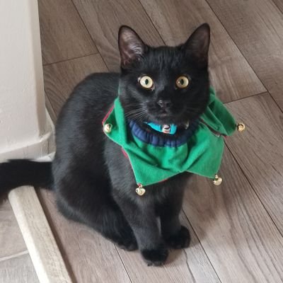 littleboybobo's profile picture. Hi! I'm Bobo! I'm just a sweet baby boy!