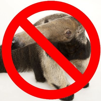 Trending: Kauto v Denman gets ugly, an anteater that looks like a