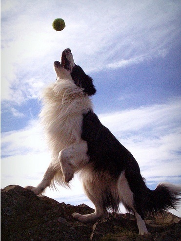 amazingmutts's profile picture. We specialize in dog training and are located in Corona, California. Follow our tweets to receive dog related tutorials, product reviews, and more!