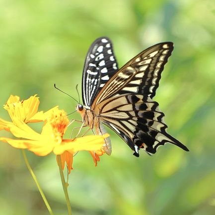 motonoshymiaka's profile picture. カメラ、写真の趣味アカウントです。下手なりに頑張ってます。無言フォロー大歓迎👍 無言フォローお許しください🙇 CanonEOSR6markⅡ📸 無断転載禁止です
#Canon 
#EOSR6mark2 
#カメラ好きな人と繋がりたい
#写真好きな人と繋がりたい