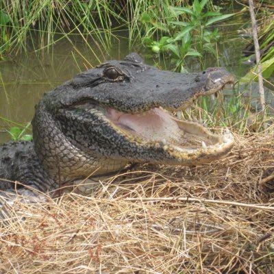 Supporting Louisiana’s Wild Alligator Population through ranching and sustainable use programs