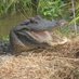 Louisiana Alligator Advisory Council (@louisianagators) Twitter profile photo Louisiana Alligator Advisory Council (@louisianagators) Twitter profile photo