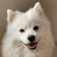 Training the Tyrant (@trainingatyrant) 's Twitter Profile