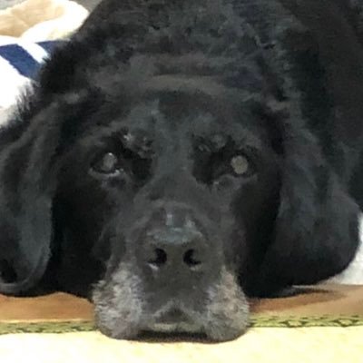 reo_guitar's profile picture. こちらは昔のアカウントID新しいアカウントIDは→@yukiakirart です。