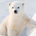 Dr. Polar Bear, Ph. D (@PunditPandemic) Twitter profile photo