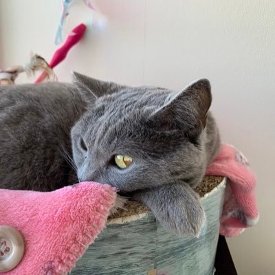 すずむし、ねこ🐈‍⬛、雲、神社が好きです。趣味はウォーキングです。