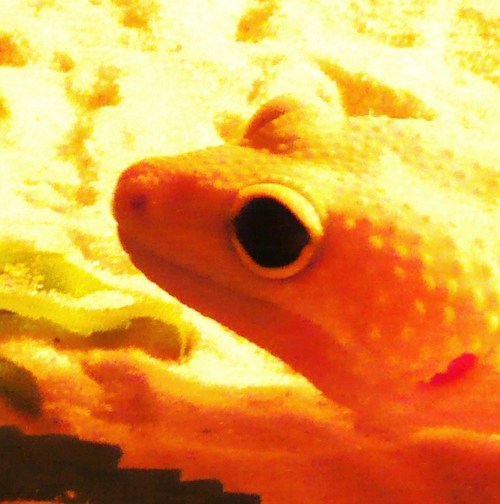 I'm a leucistic leopard gecko and like worms, licking my lips, sunbathing and sushi; I dislike loud tunes and baths.