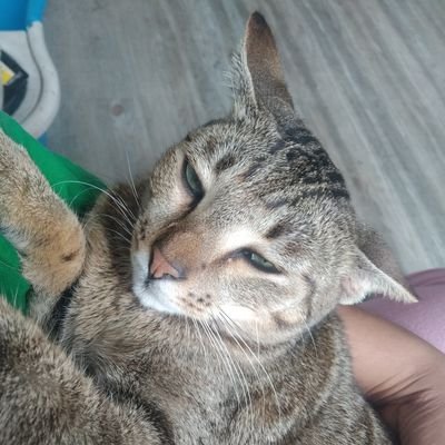빨간 고양이さんのプロフィール画像